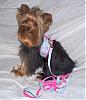 Maddie in her Go-Fetch Harness from Jan & Hailee-maddie-1.jpg