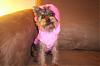 Missy in her go.fetch hoodies-go.fetch-pink.jpg