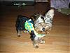 Gordon with his new harness vest,-rsz_1picture-358.jpg