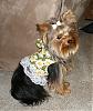 maggie in her ebay harness dress-2007_04050003.jpg