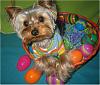 Stedman Poses In His Easter Basket! HOPPY EASTER EVERYONE!-6.jpg