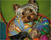 Stedman Poses In His Easter Basket! HOPPY EASTER EVERYONE!-10.jpg