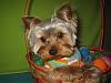 Stedman Poses In His Easter Basket! HOPPY EASTER EVERYONE!-12.jpg