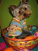 Stedman Poses In His Easter Basket! HOPPY EASTER EVERYONE!-13.jpg