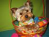 Stedman Poses In His Easter Basket! HOPPY EASTER EVERYONE!-14.jpg