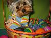 Stedman Poses In His Easter Basket! HOPPY EASTER EVERYONE!-15.jpg