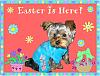 Stedman Poses In His Easter Basket! HOPPY EASTER EVERYONE!-16.jpg