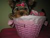 Tatum Is Mommy's Little PINK EASTER BUNNY!-2.jpg