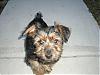 New to Yorkie Talk-sprinkpup.jpg