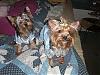 Yorkie Slumber Party!!!!!!-getting-ready-bed.jpg