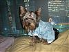 Yorkie Slumber Party!!!!!!-ralfie-jammies.jpg
