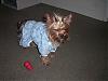 Yorkie Slumber Party!!!!!!-grumpy2.jpg