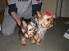 Yorkie Slumber Party!!!!!!-boys.jpg