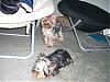 Yorkie Slumber Party!!!!!!-aww.jpg