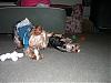 Yorkie Slumber Party!!!!!!-what-life.jpg