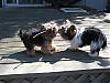 2 Yorkies and a stick....-stick3.jpg