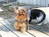 2 Yorkies and a stick....-stick6.jpg