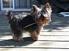 2 Yorkies and a stick....-stick7.jpg