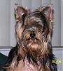 Elvis lives............-furkids-04.jpg