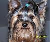 Elvis lives............-furkids-24.jpg