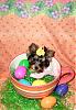 Happy Easter from Jewelina "Little Miss Bo Peep"-easter2.jpeg