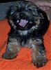 Do you have a picture of your Yorkie every month?-emma8wks.jpg