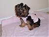 Do you have a picture of your Yorkie every month?-14-wks.jpg