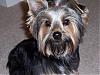 Do you have a picture of your Yorkie every month?-8months.jpg