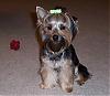 Do you have a picture of your Yorkie every month?-9months.jpg