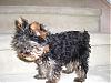 Do you have a picture of your Yorkie every month?-justcute-.jpg