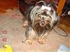 I Wanna See Dark Yorkies!!-dsc01072.jpg