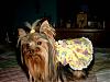 Misty In Her Easter Dress!!!!-simg0011-750-x-562-.jpg