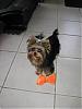 I Wanna See Dark Yorkies!!-pb250200.jpg