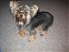 I Wanna See Dark Yorkies!!-img_0010.jpg