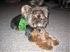 I Wanna See Dark Yorkies!!-img_0007.jpg