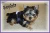 Sophia!!-sophia-12.jpg