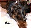 I Wanna See Dark Yorkies!!-asia-best.jpg