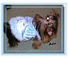 I Wanna See Dark Yorkies!!-asia-blue-2.jpg