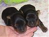 I Wanna See Dark Yorkies!!-asias-puppis-2.jpg