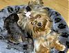I Wanna See Dark Yorkies!!-image56_op_800x613.jpg