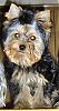 I Wanna See Dark Yorkies!!-hpim1473gucci4months2.jpg