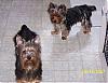 I Wanna See Dark Yorkies!!-100_1005.jpg