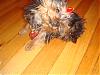 ♥Welcome Miss Daisy's New Beau♥-dsc01075.jpg