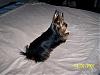 I Wanna See Dark Yorkies!!-100_0801-600-x-450-.jpg