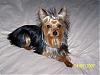 I Wanna See Dark Yorkies!!-100_0786-600-x-450-.jpg