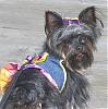 I Wanna See Dark Yorkies!!-14.jpg