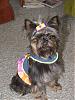 I Wanna See Dark Yorkies!!-baby10.jpg