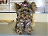 I Wanna See Dark Yorkies!!-cute-face1.jpg
