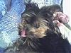 I Wanna See Dark Yorkies!!-photo_021707_010.jpg
