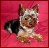 I Wanna See Dark Yorkies!!-misswidget1.jpg